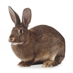 Truškopībai